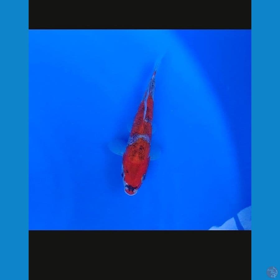 Koi Import Jepang Goshiki (Sertifikat Kanno) 17cm