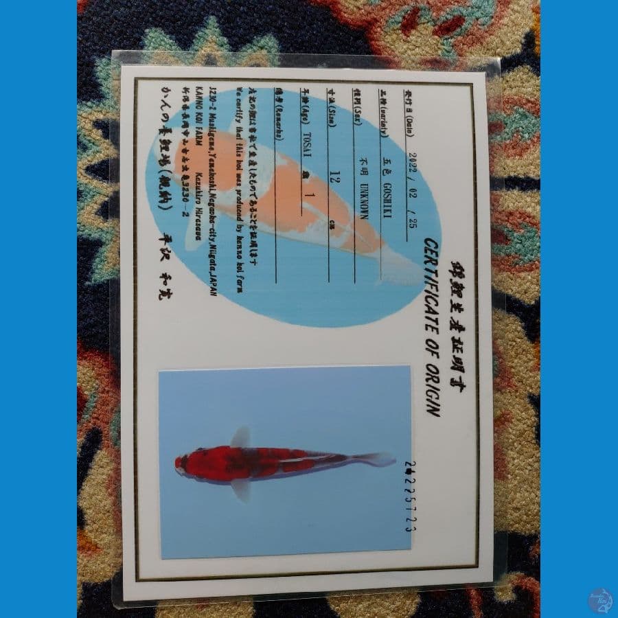Koi Import Jepang Goshiki (Sertifikat Kanno) 17cm