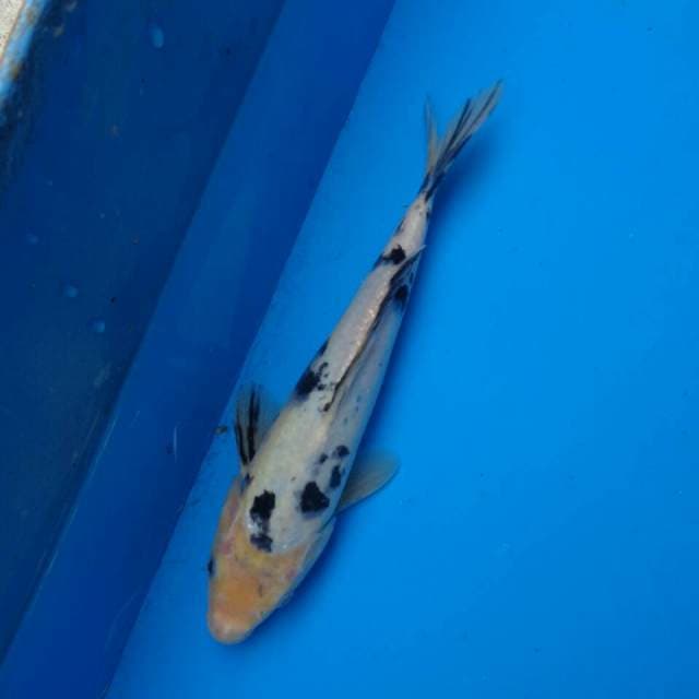 Bekko F1