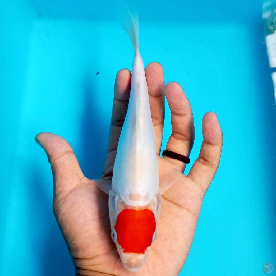 *TANCHO//20 CM*