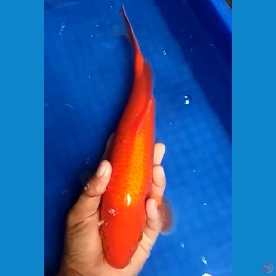 Red karasi 35 BU
