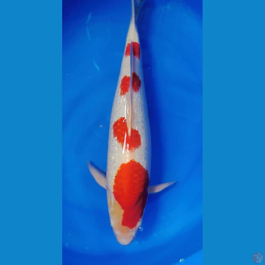 Kohaku Pearl Ginrin - 45BU