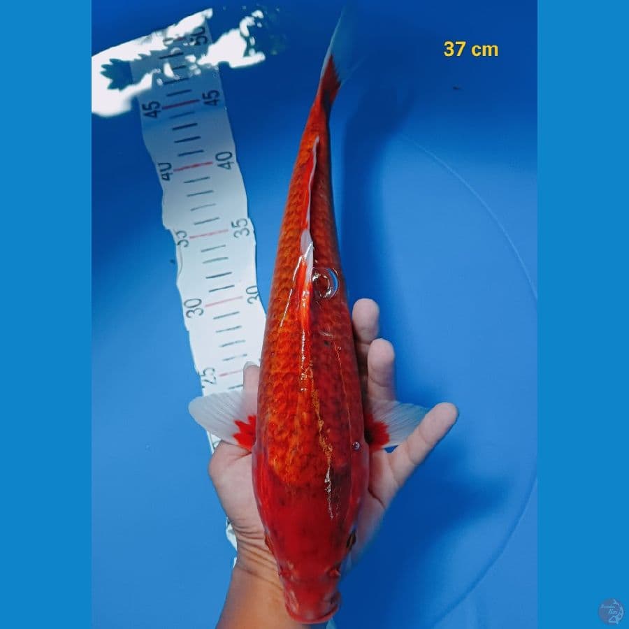 Ai Goromo 37 cm
