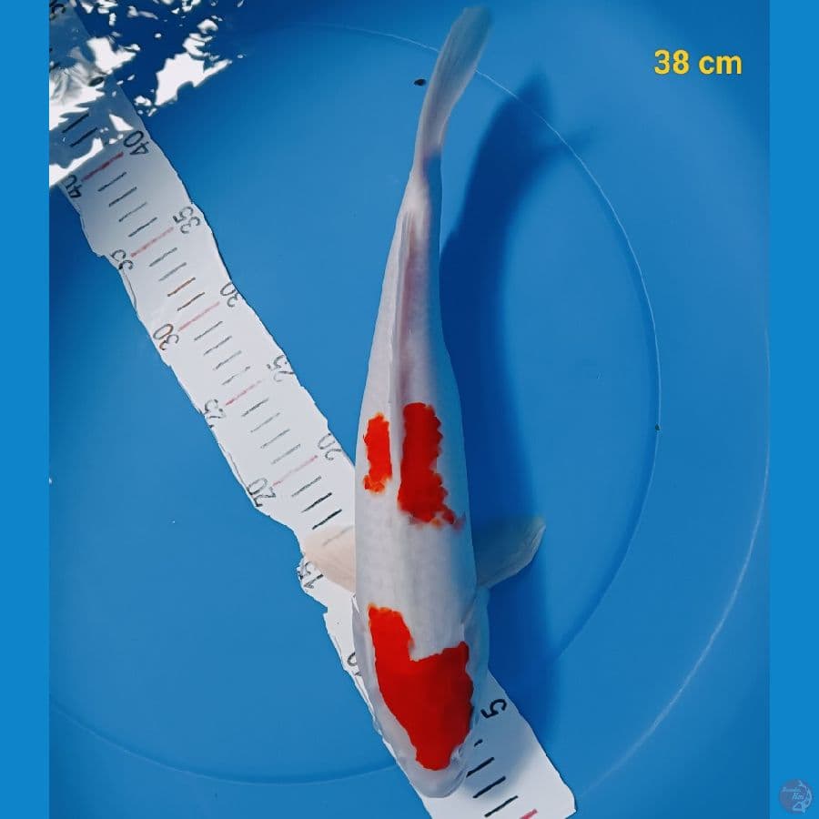 Ai Goromo FM 38 cm