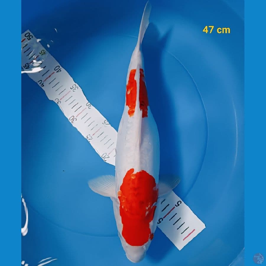 Ai Goromo Doit fm 47 cm