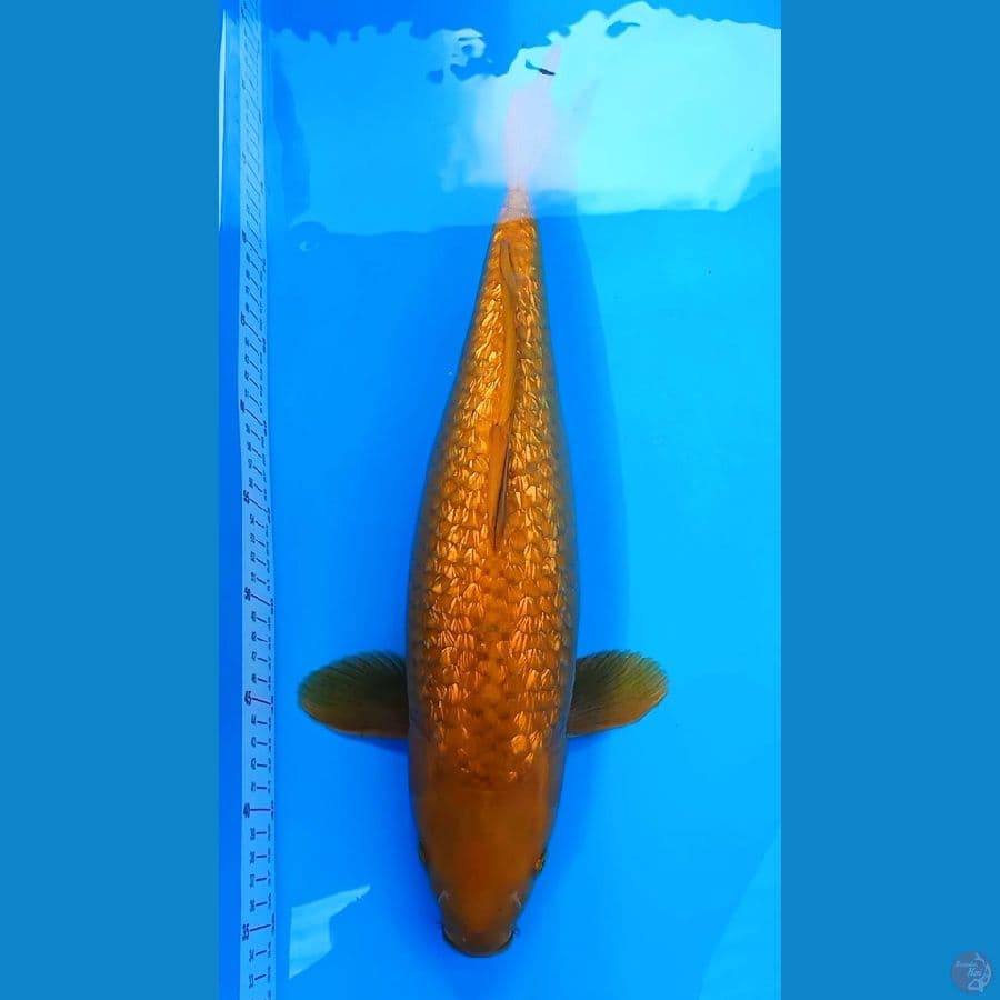 JUMBO CHAGOI