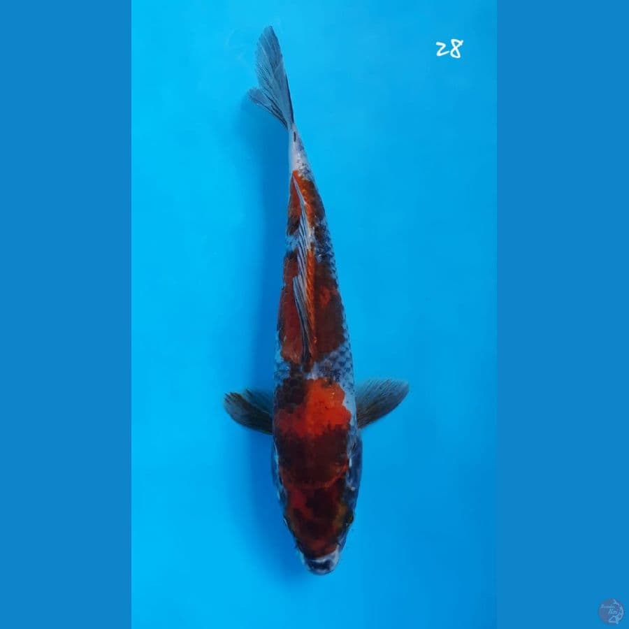 Showa 28cm
