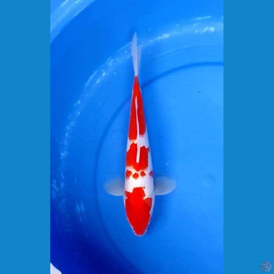 Kohaku 3step Original 27cm (M)