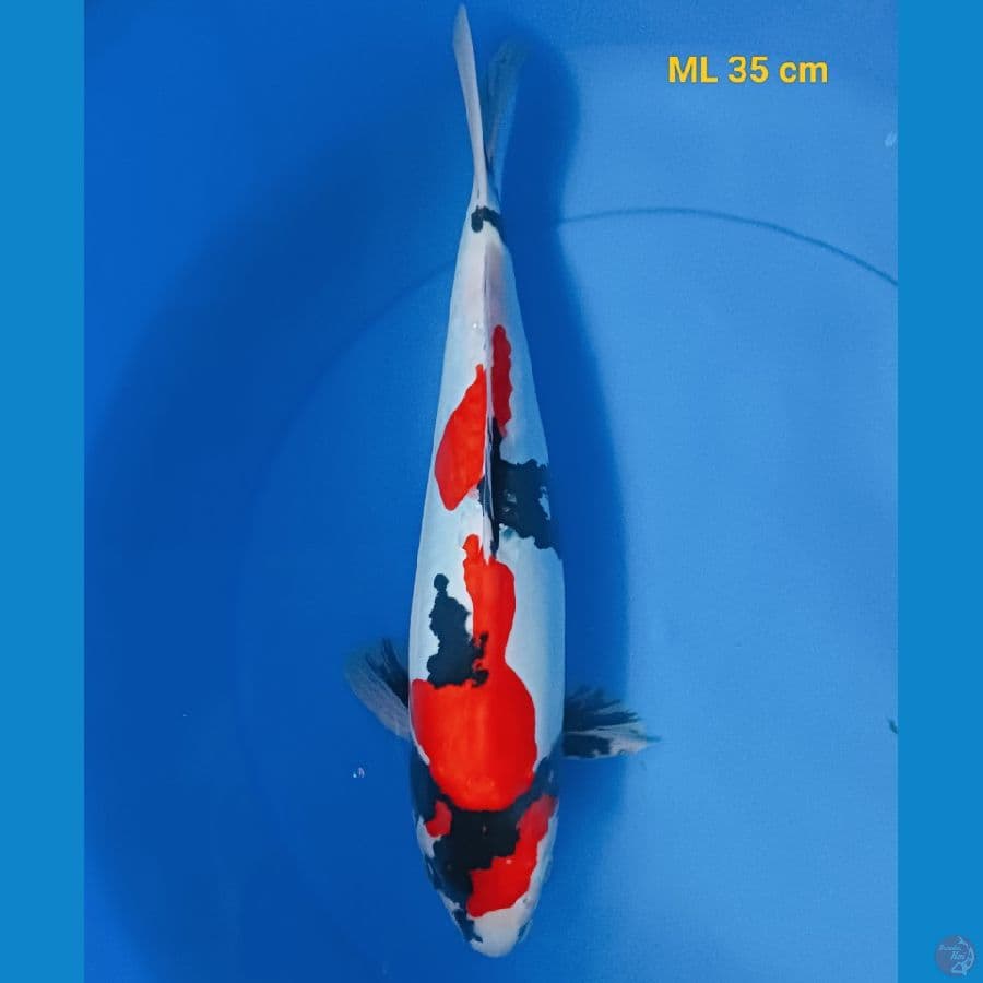 Showa Doit Murni male 35 cm