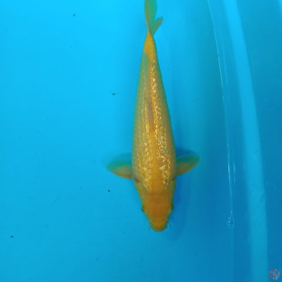 karasi 27 cm