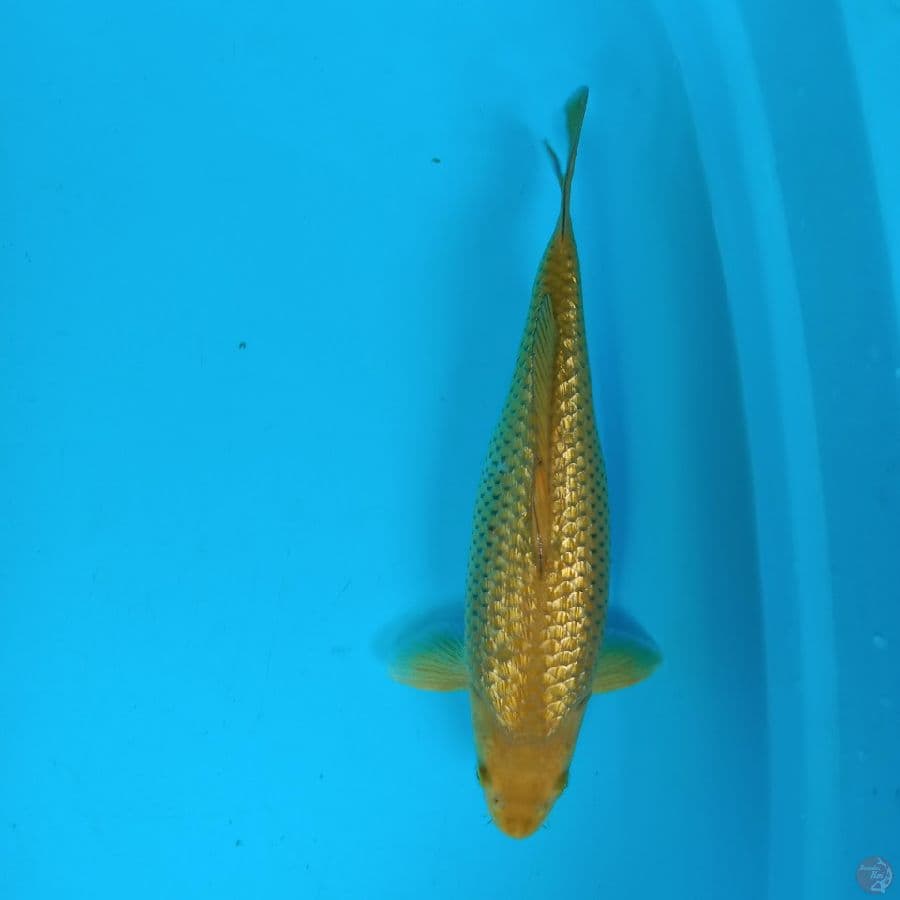 Midori gindrin 32 cm