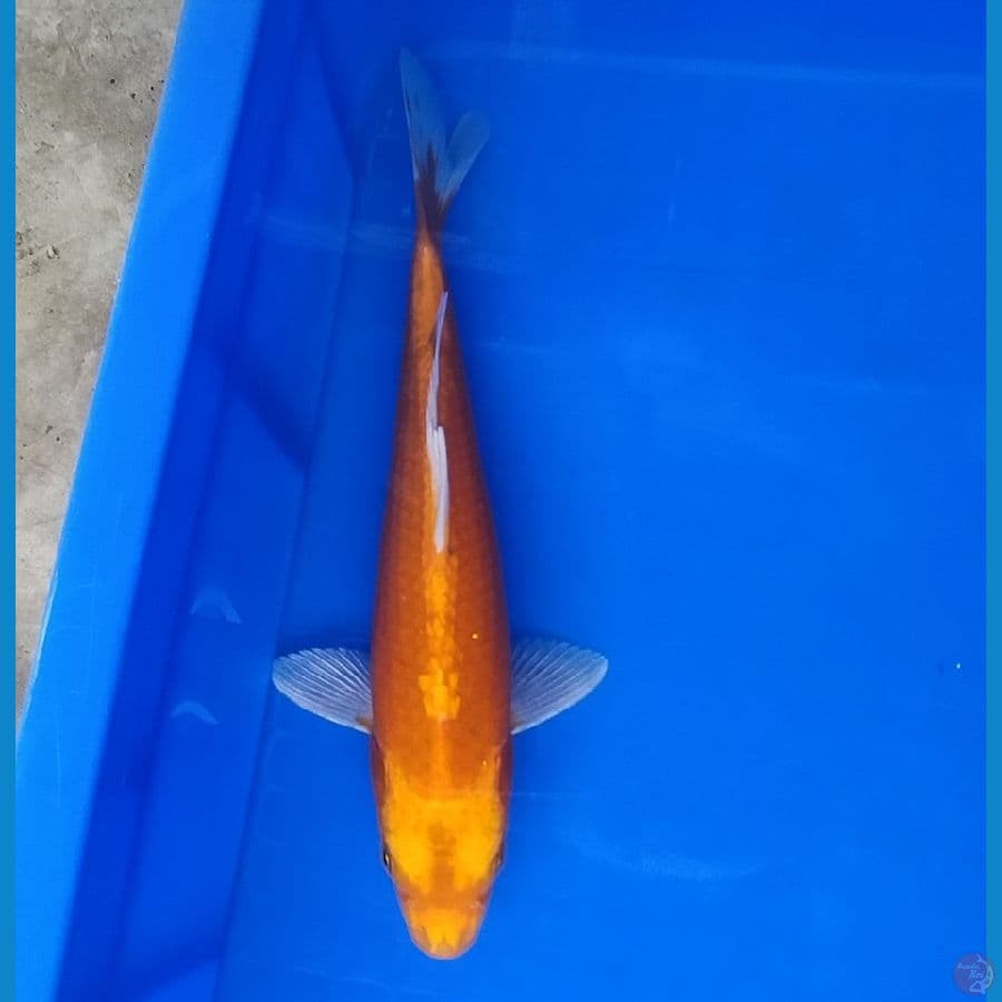 ogon