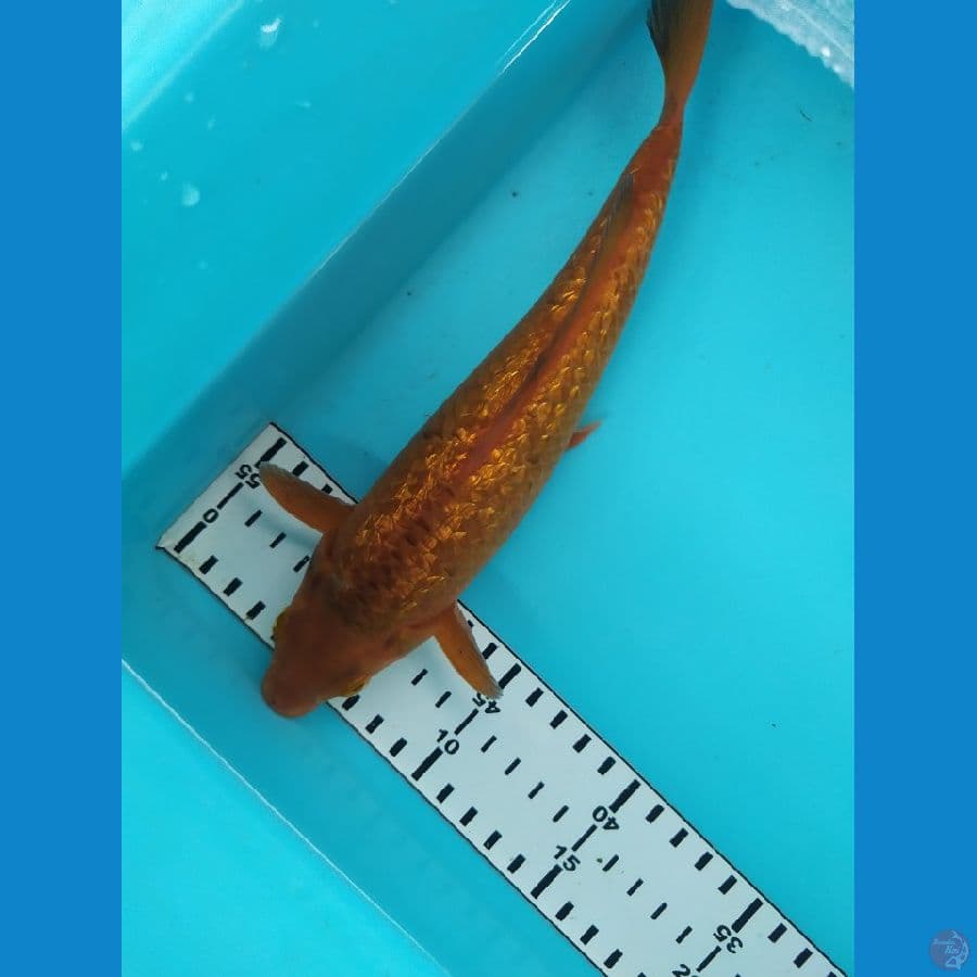karamel ginrin 25cm