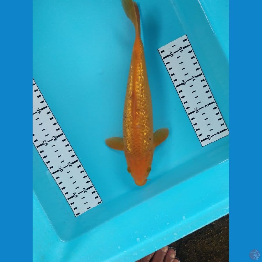 karamel ginrin 28cm