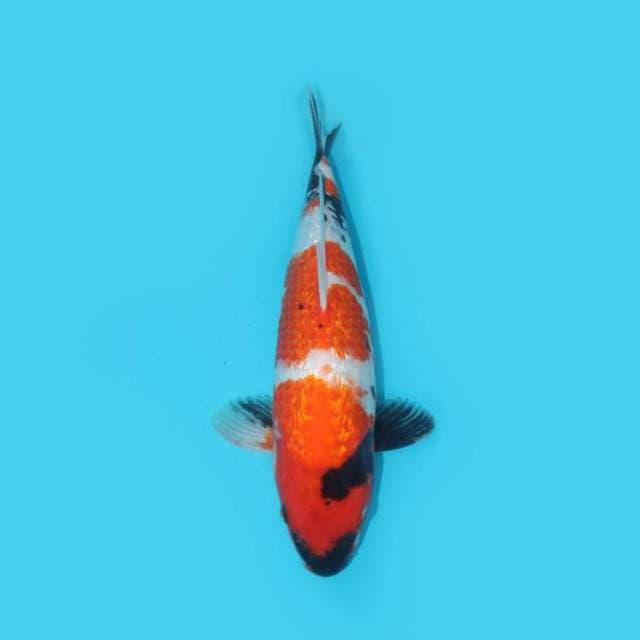 35 CM - SHOGIN