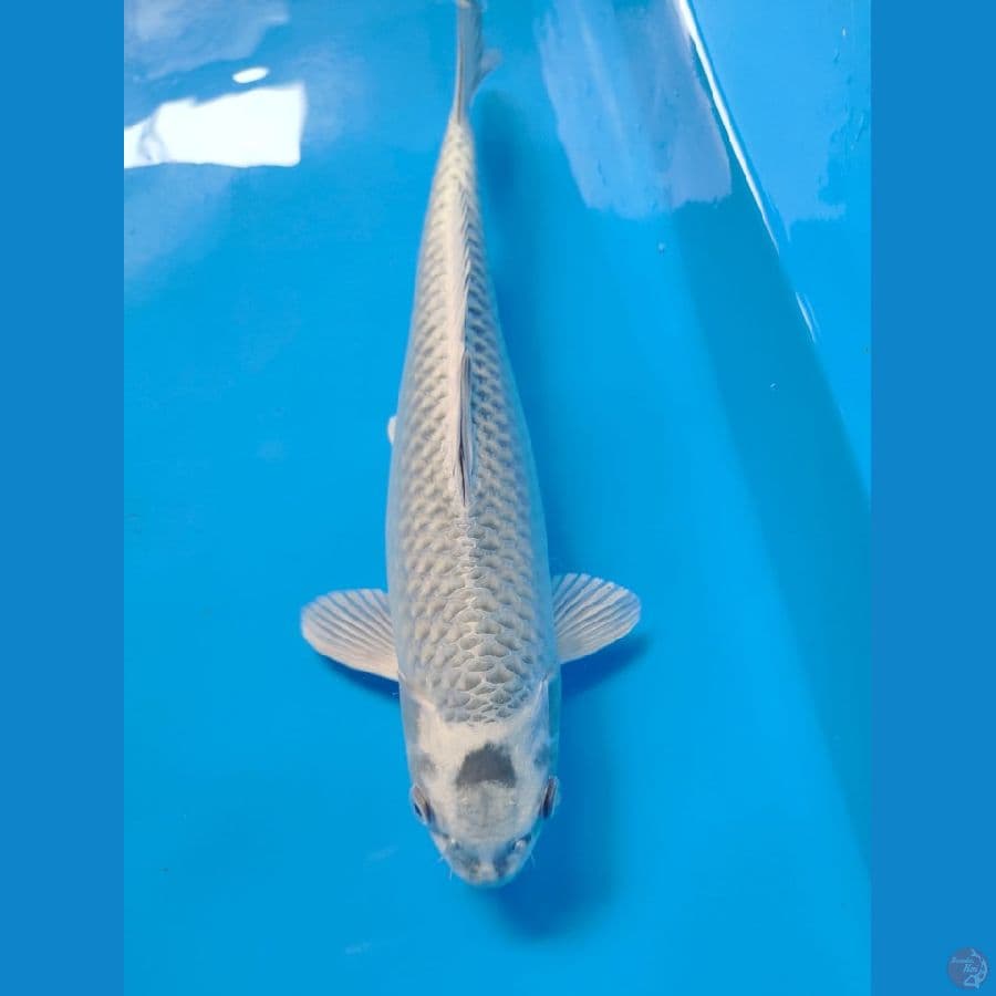 mukasi 36cm