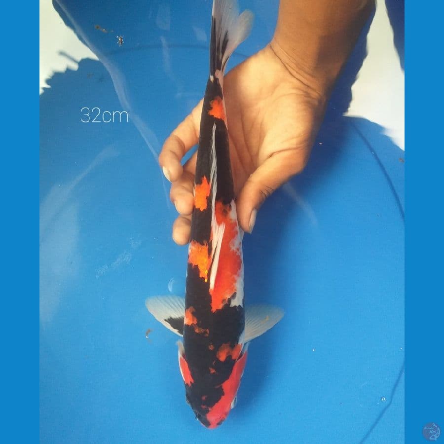 showa 32cm