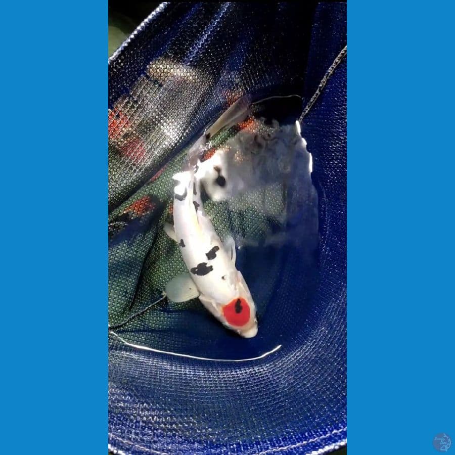 DOITSU Maruten Sanke 26 cm