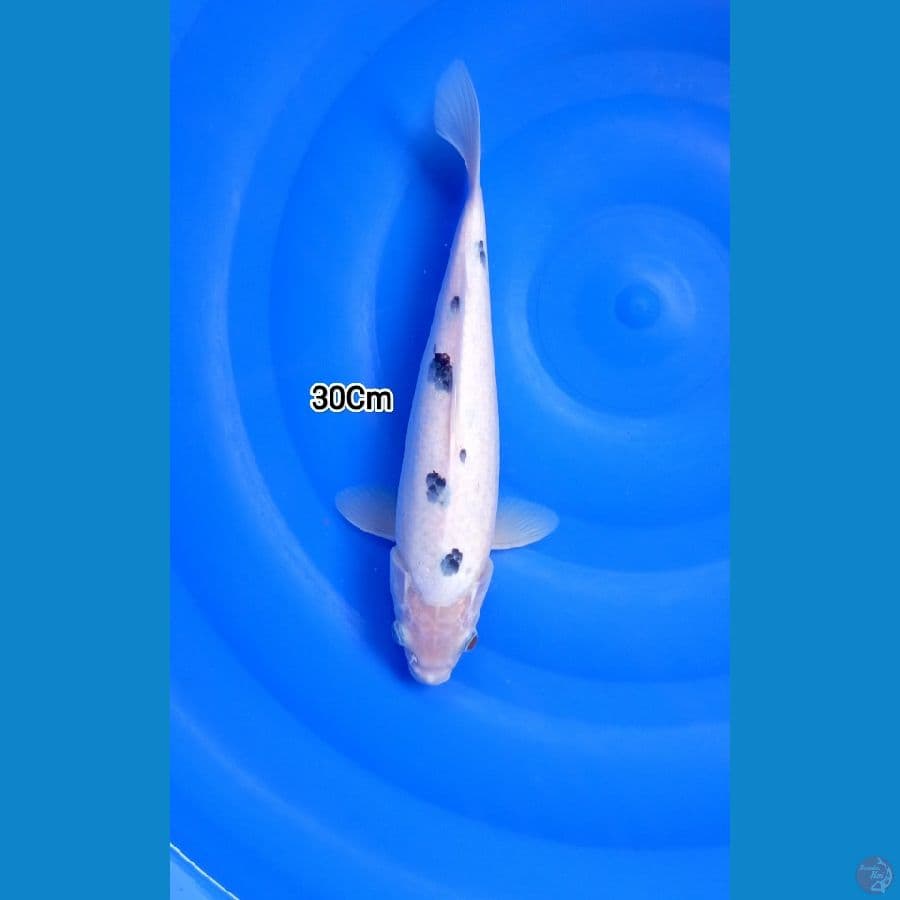 Bekko 30Cm