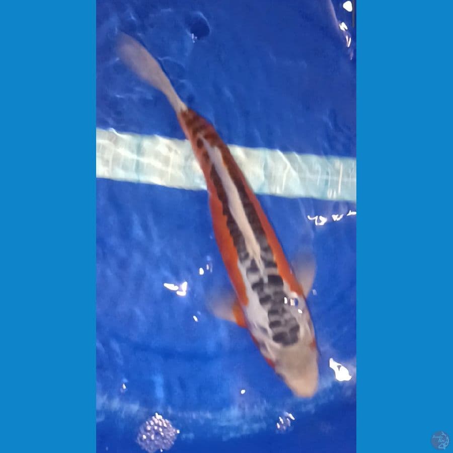 Hana shusui 32 cm