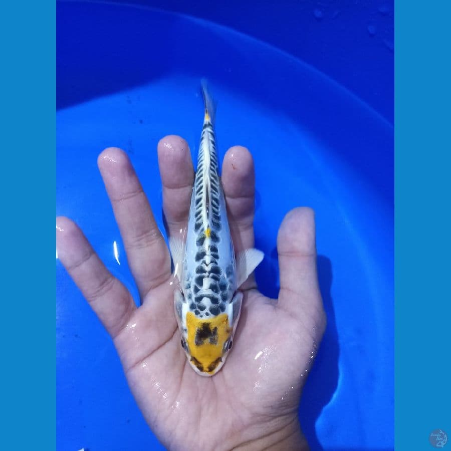 19cm