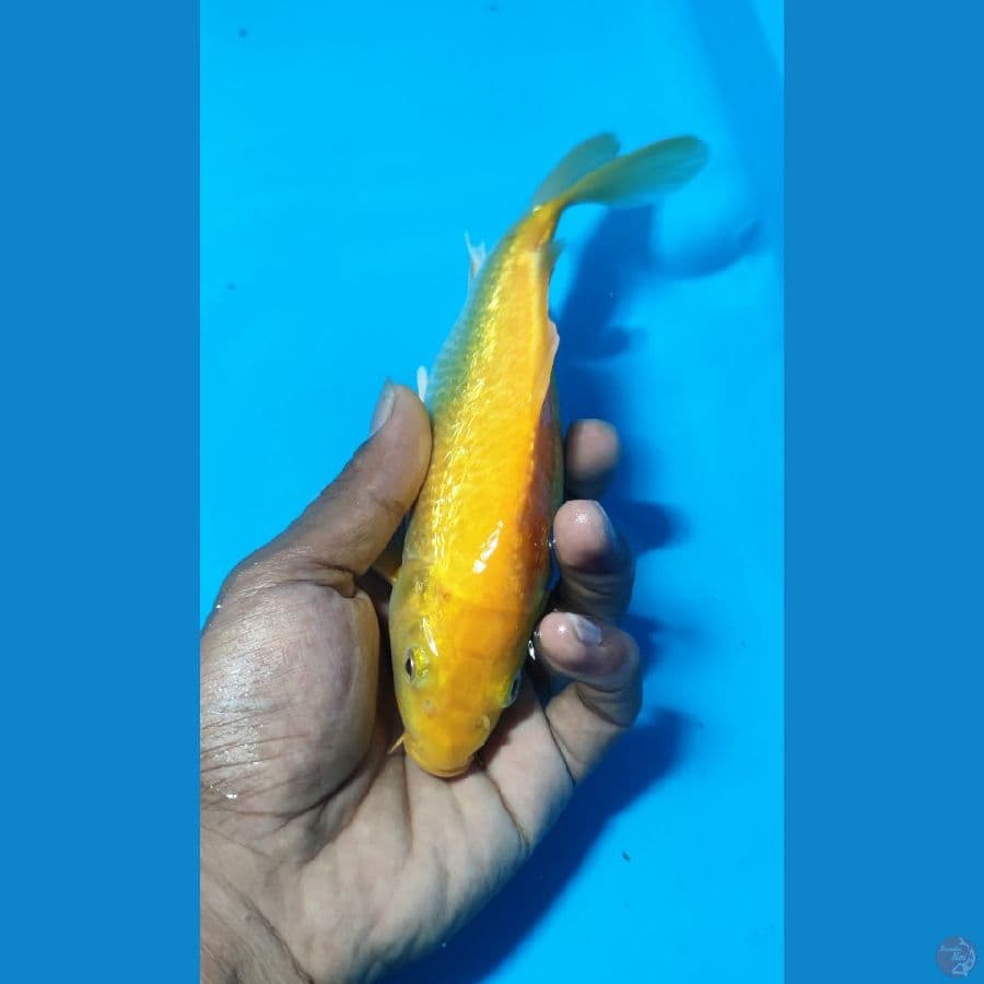 karashi ginrin MM SQ ready show 20cm
