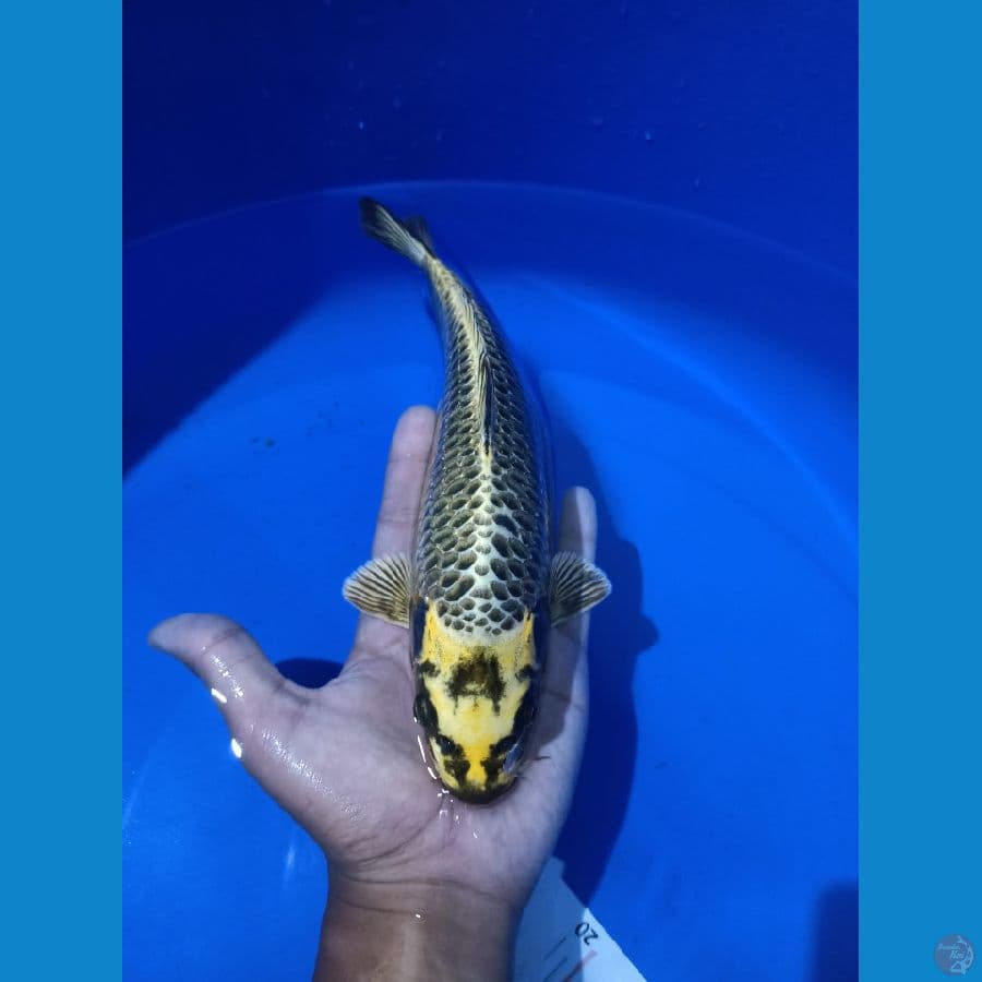 Minus bagian depan terbentur aquarium, 26cm