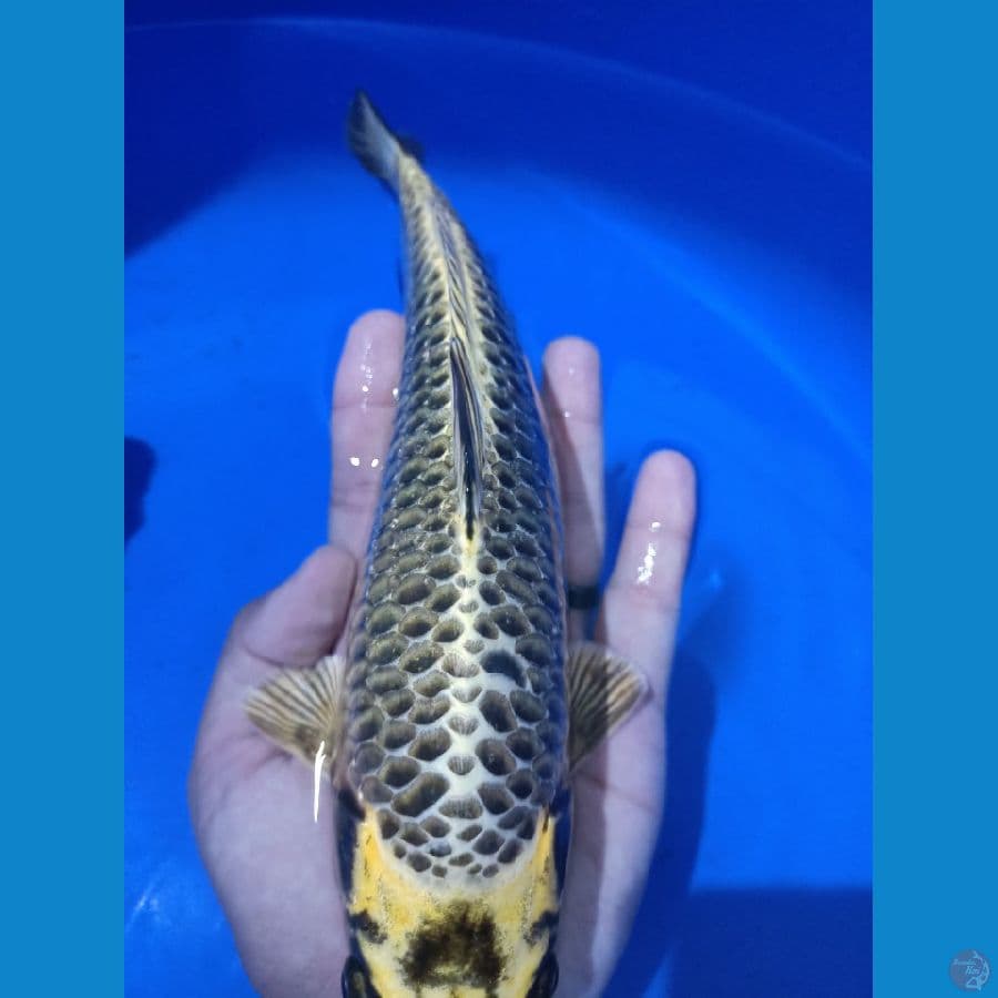 Minus bagian depan terbentur aquarium, 26cm