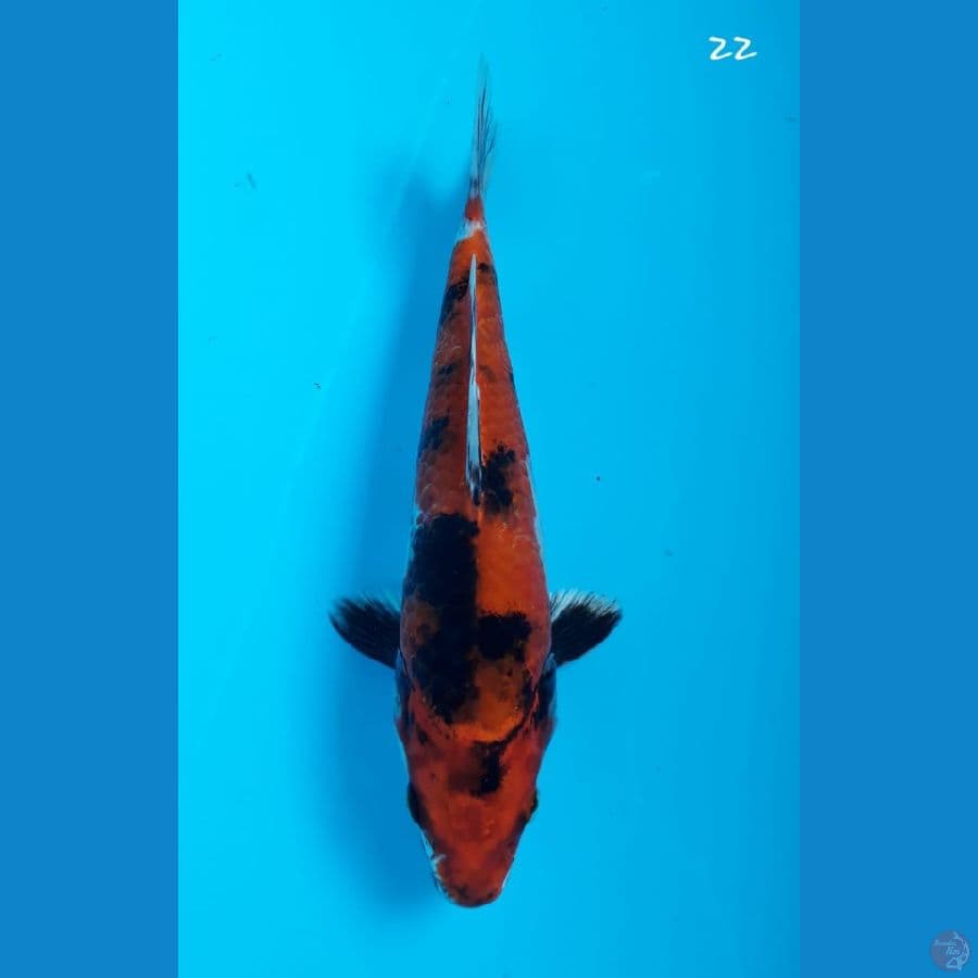 Showa 22cm