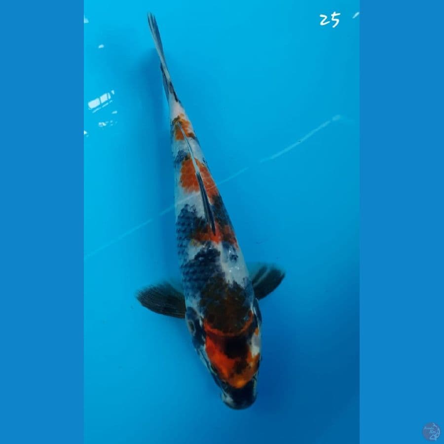 Showa 25cm