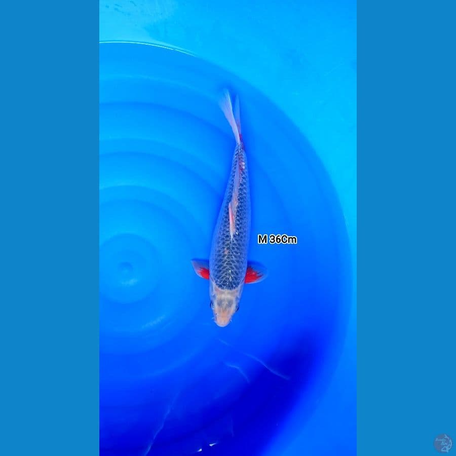 Male 36Cm