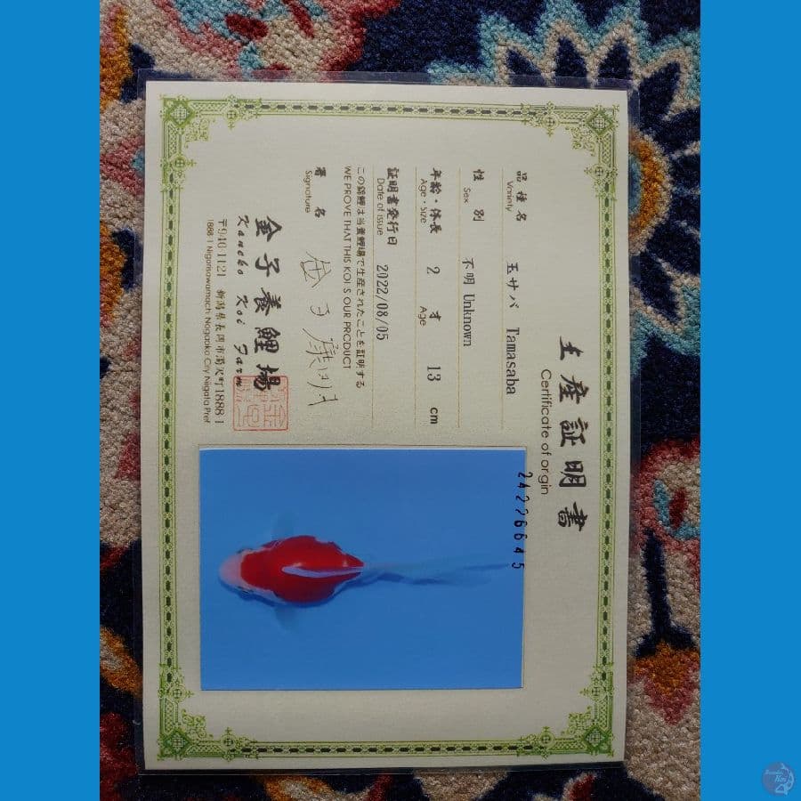 Tamasaba Import Jepang (Sertifikat Kaneko) 13cm