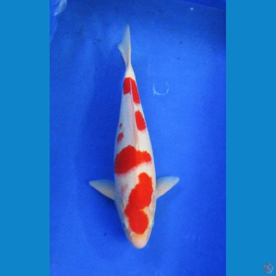 kohaku ±32cm jantan