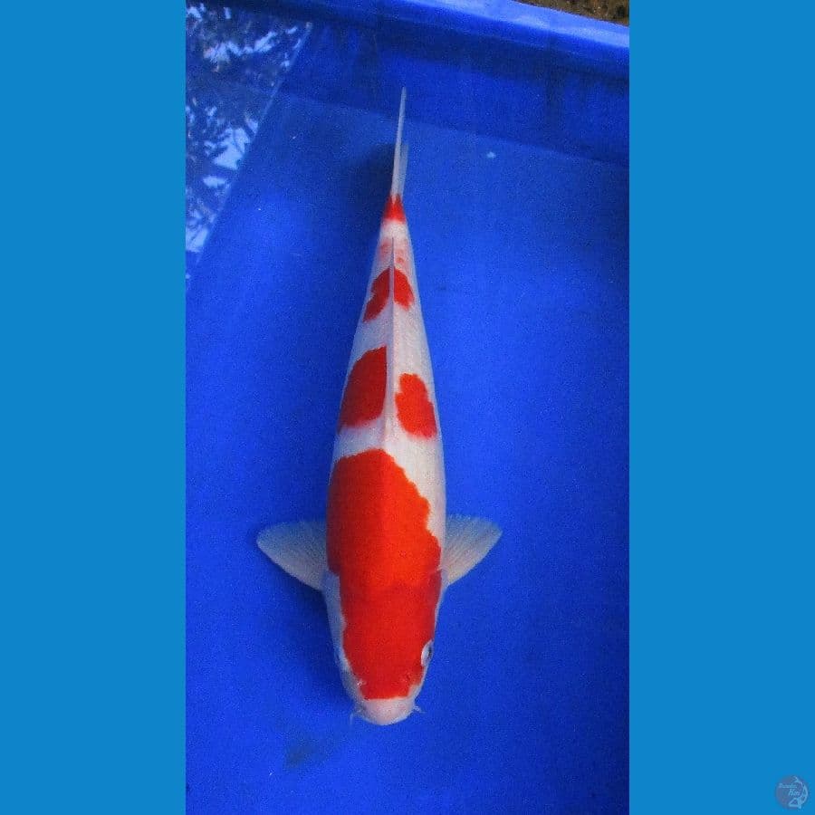 kohaku ±36cm jantan