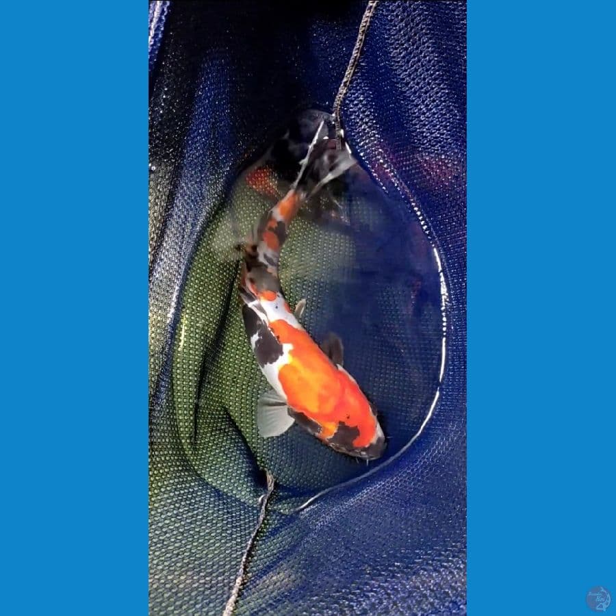 Doitsu Showa Jantan 27cm