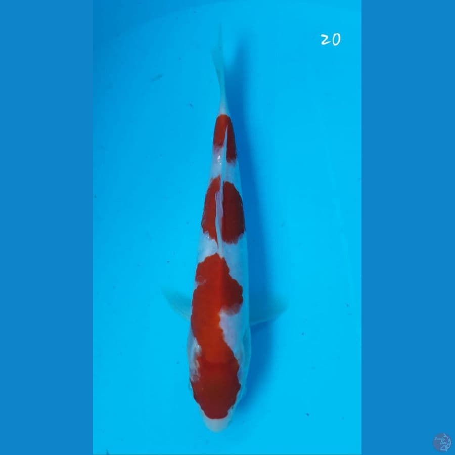 Kohaku 20cm