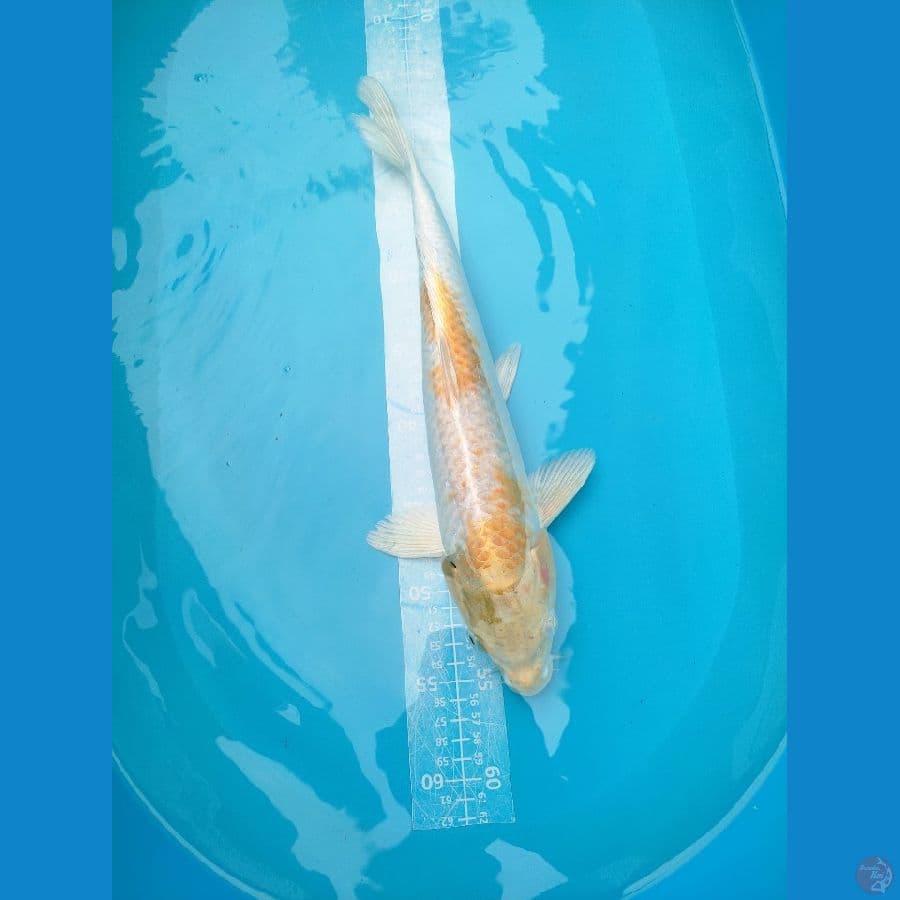Hariwake Jantan 40cm
