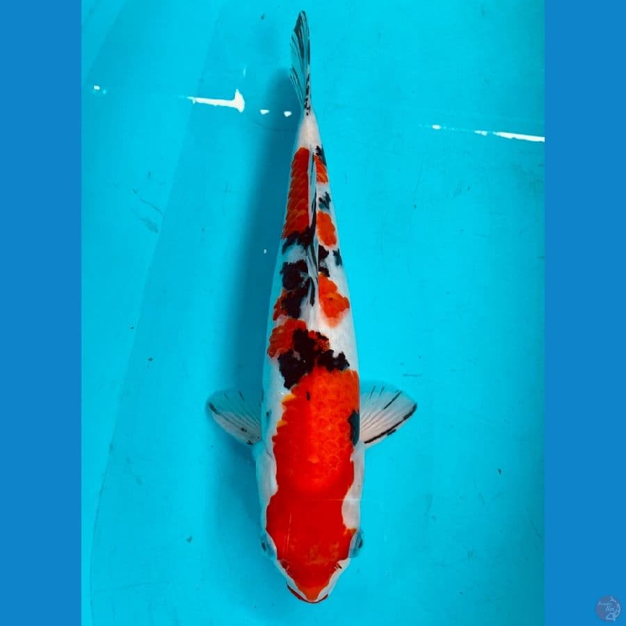 SANKE HQ 39CM / MALE