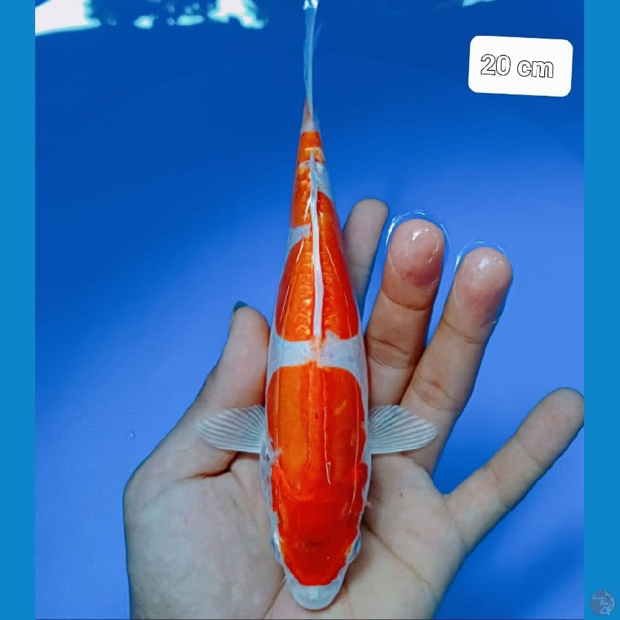 *KIKUSHUI//20 CM*