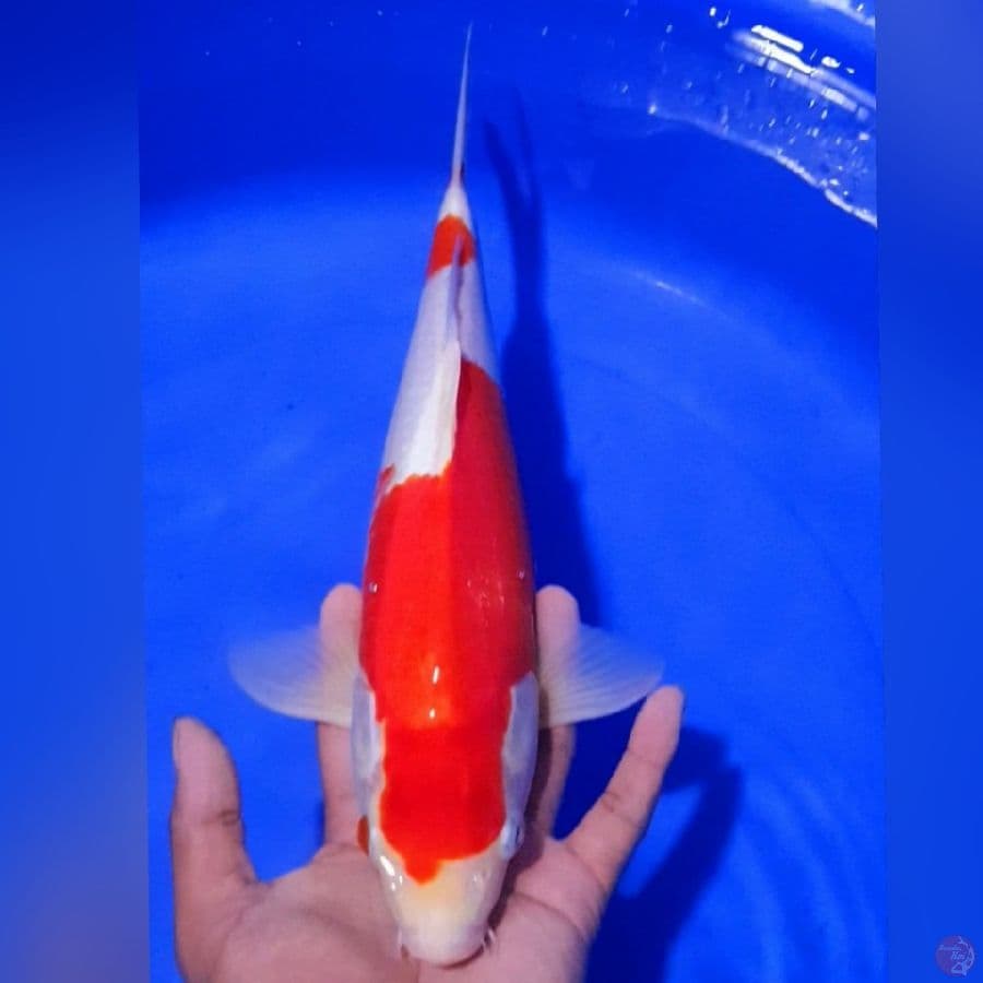 KOHAKU 36CM