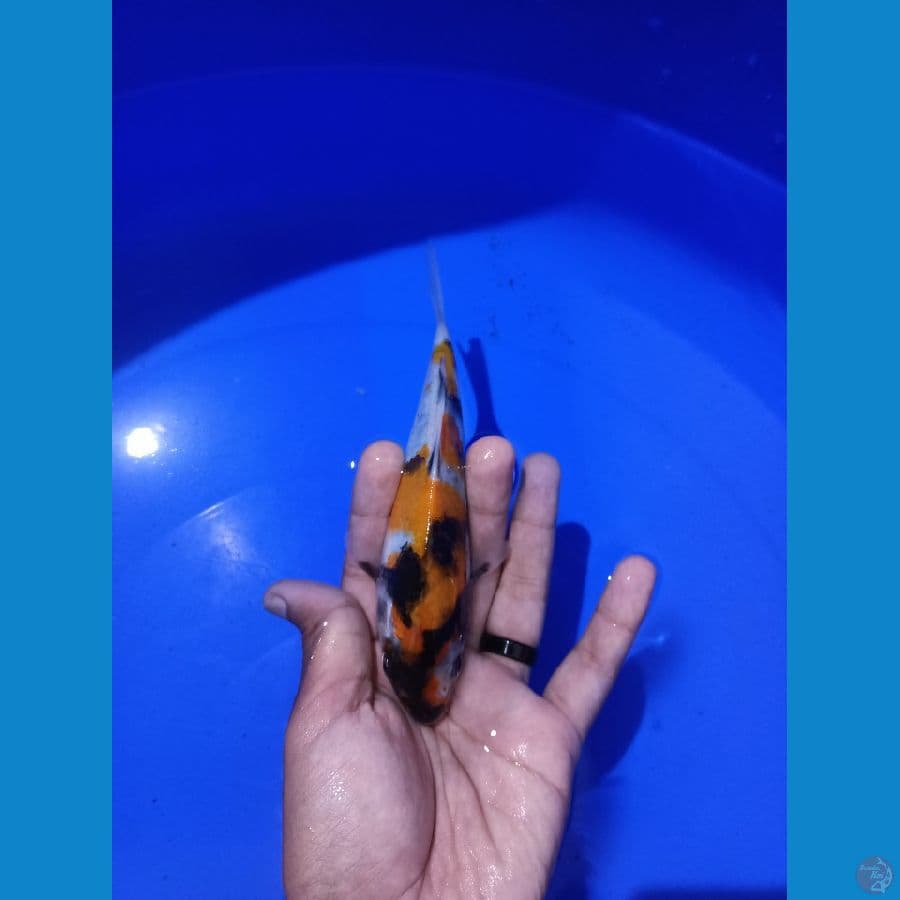 Showa 17cm