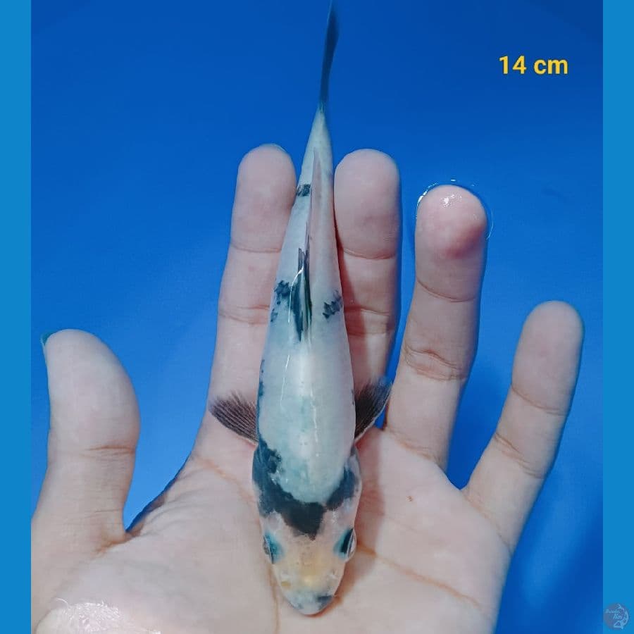 minion 14 cm