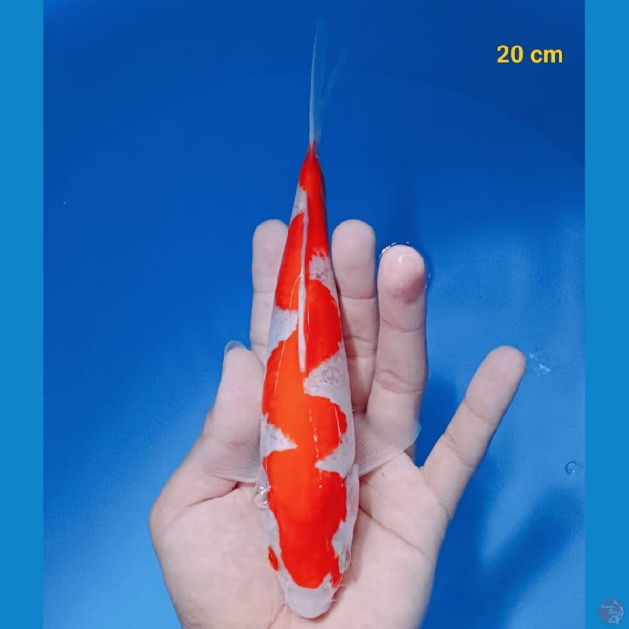 inazuma 20 cm
