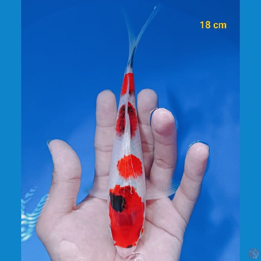 Showa 18 cm