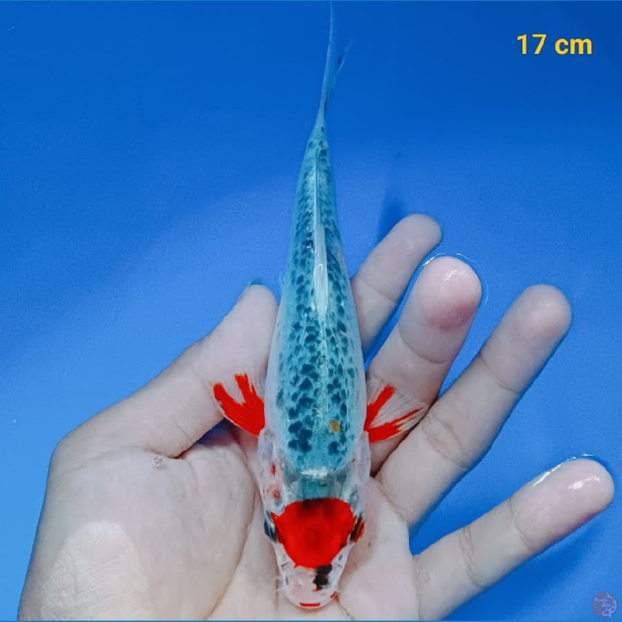 Tancho Asagi 17 cm