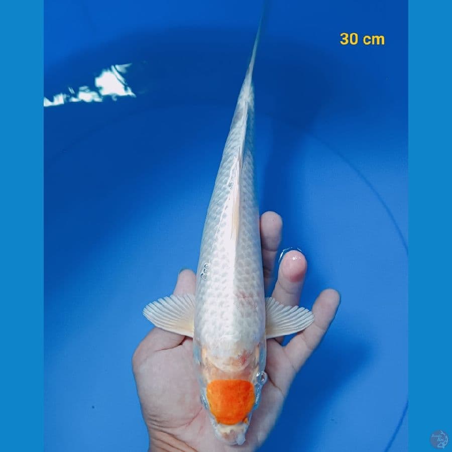 Tancho Hariwake 30 cm