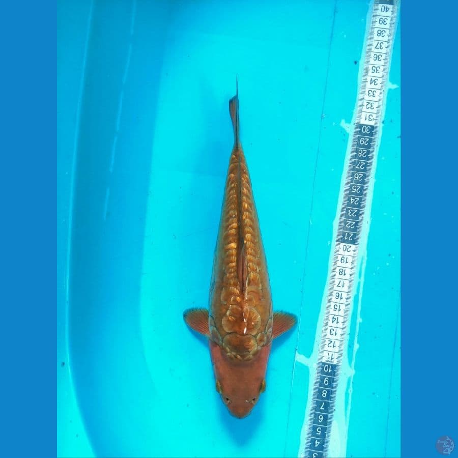 HQ aragoke calon badak air (male) 25cm