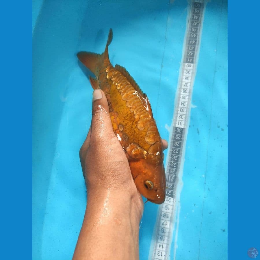 HQ aragoke calon badak air (male) 25cm