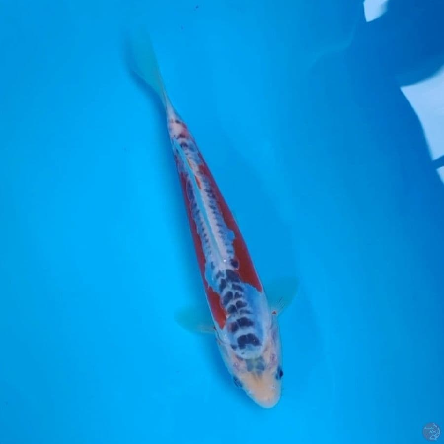 Koi Import Jepang Shusui (Sertifikat Tanaka) 21cm