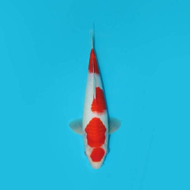 KOHAKU 30 CM